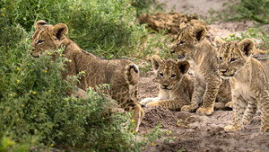 Botswana backdrop