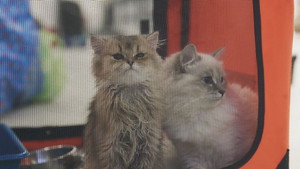 Episode 3 still