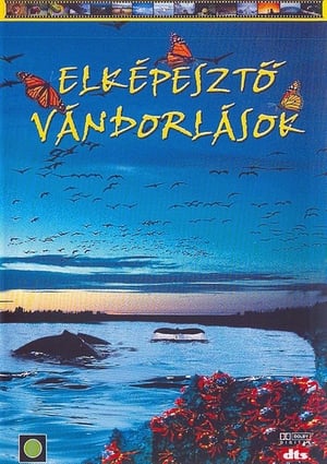 Poster IMAX - Elképesztő vándorlások 1999