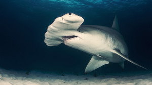 Cuba’s Secret Shark Lair