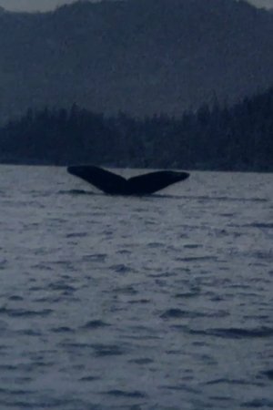 Nonton film Whales (1980) terbaru sub indo Nonton film Whales (1980) terbaru sub indo