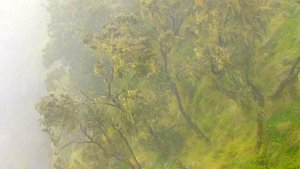 O Ano Selvagem da África: 1×4