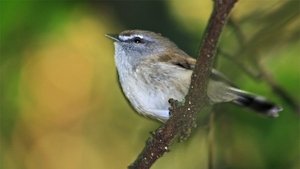 Songbirds
