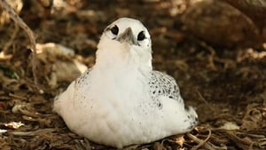 Wild Australia with Ray Mears Reef