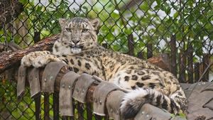 Arctic Vets Snow Leopard Surgery