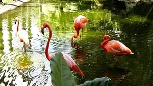 How Do Animals Do That? Pink Flamingos and Drinking
