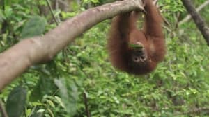 Orangutan Jungle School Return to the Wild