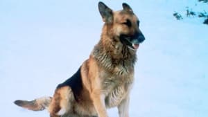 The Courage of Kavik, the Wolf Dog film complet