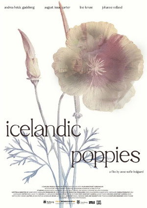 Icelandic Poppies