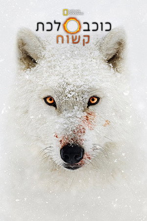 Image כוכב לכת קשוח