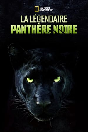 La légendaire panthère noire