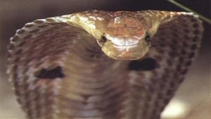 National geographic - Cobras souverains de l'inde