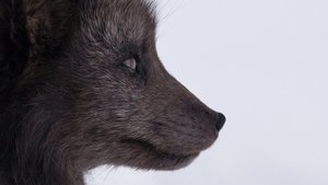 Nascido para a Tempestade