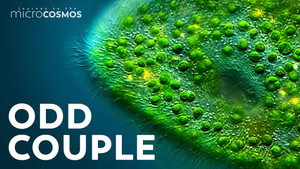 The Complicated Relationships of the Microcosmos still