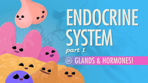 Crash Course Anatomy & Physiology Endocrine System, Part 1 - Glands & Hormones