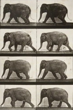 Elephant Walking