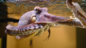 Nature Octopus: Making Contact