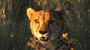 El fin de los grandes felinos Cheetah: Running to Survive