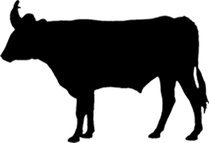 Logo Beef and Sage Productions