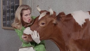 La vache sacrée