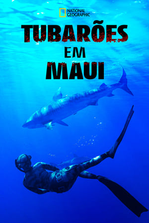 Image Maui Shark Mystery