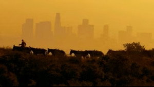 100 Mules Walking The Los Angeles Aqueduct