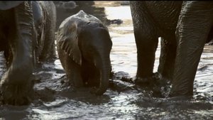 If I Were an Elephant