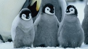 A Marcha dos Pinguins