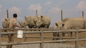Secrets of the Zoo Rhino Mite!