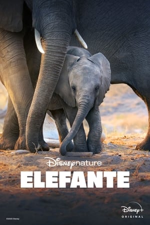 Poster Elephant 2020