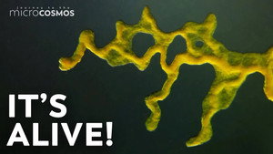 Slime Molds: When Micro Becomes Macro still