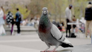 фото  - Смотреть The Pigeon Hustle бесплатно онлайн на Lord-Filmy