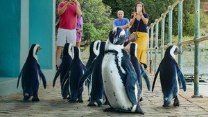 Cidade dos Pinguins