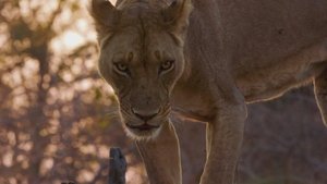 Big Cat Country Strength in Sisterhood