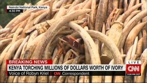 Ivory. A Crime Story