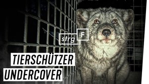 Episode 96
