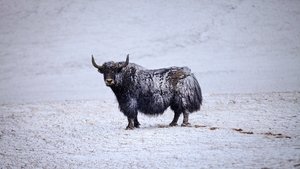 Nacidos en China