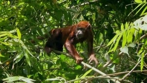 Wildest Latin America Amazon - One Jungle Many Worlds