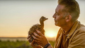 The Ostrich