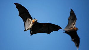 David Attenborough’s Natural Curiosities: 2×5