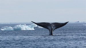 Arctic Secrets Wild Seas