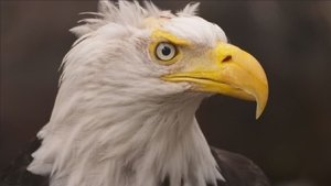 Alasca: Reabilitação Selvagem