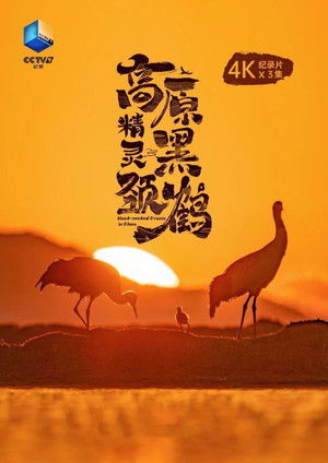 高原精灵黑颈鹤