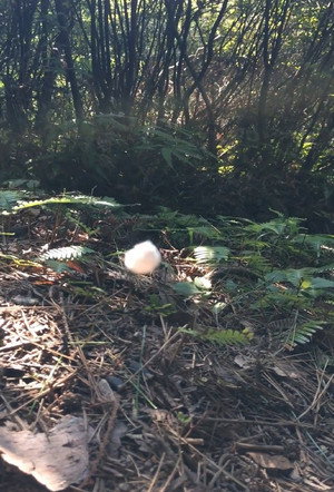 wild silkworm