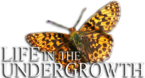 Life in the Undergrowth