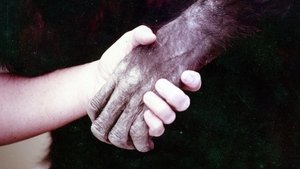Lucy the Human Chimp