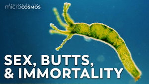 The Complicated Sex Lives of Hydra still