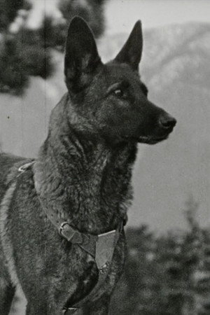 Klondike the Dog