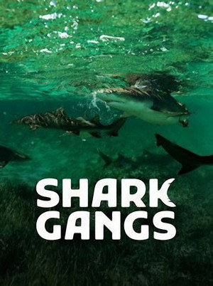 Shark Gangs 8