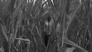 The field